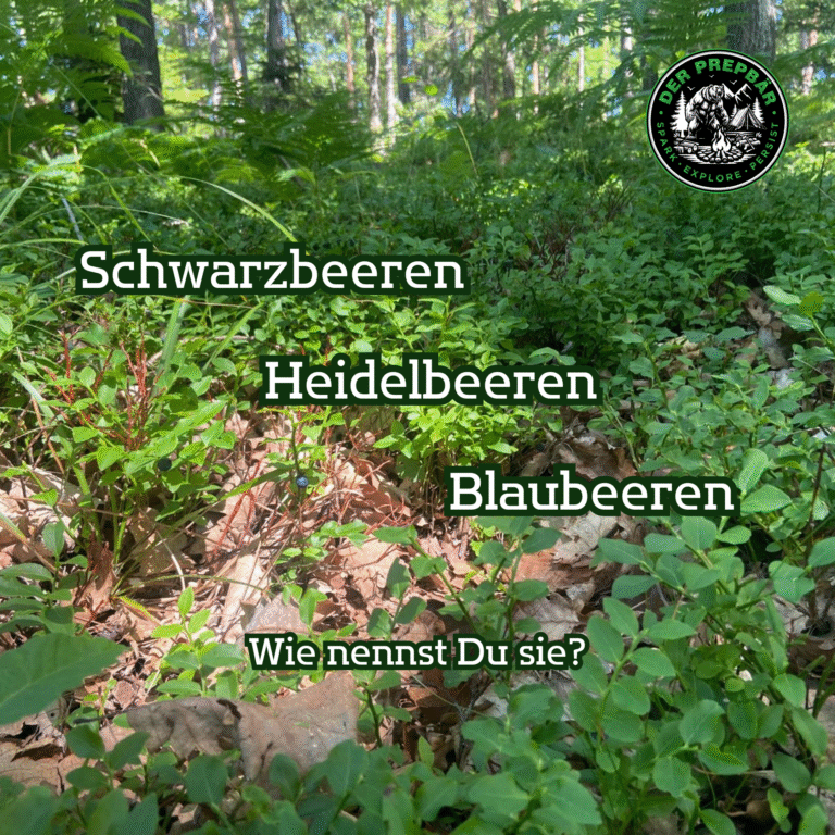 Schwarzbeeren – Heidelbeeren – Blaubeeren